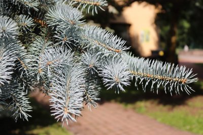 Picea pungens 'Argentea' - smrk pichlavý - jehlice